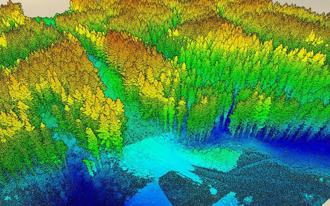 Forest point cloud